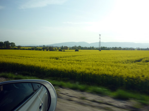 Campo amarillo